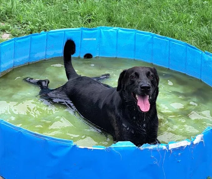 Dog from shelter, Sparky | Schwarz Labrador Mix Male