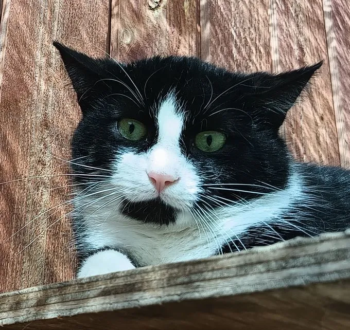 Cat from shelter, Dylon | Schwarz Ekh Male