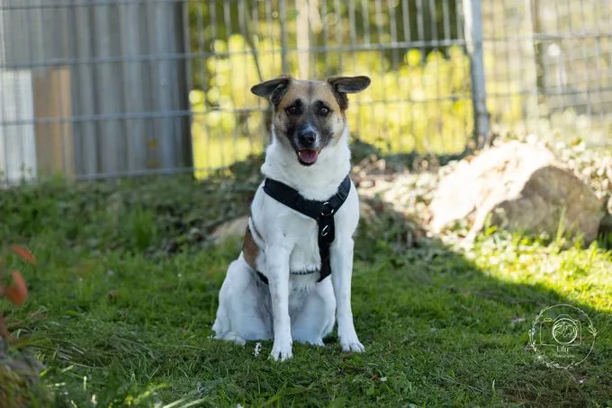 Tara - mischling zur Adoption