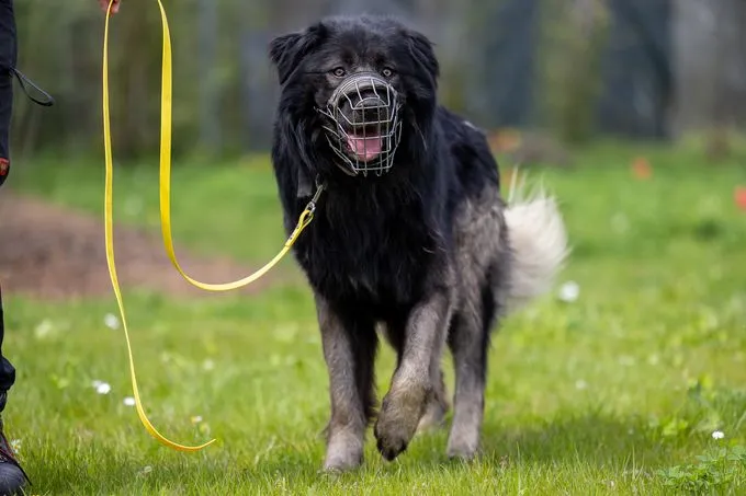 Dog from shelter, Michel | Schwarz Braun Kaukasischer Owtscharka Male