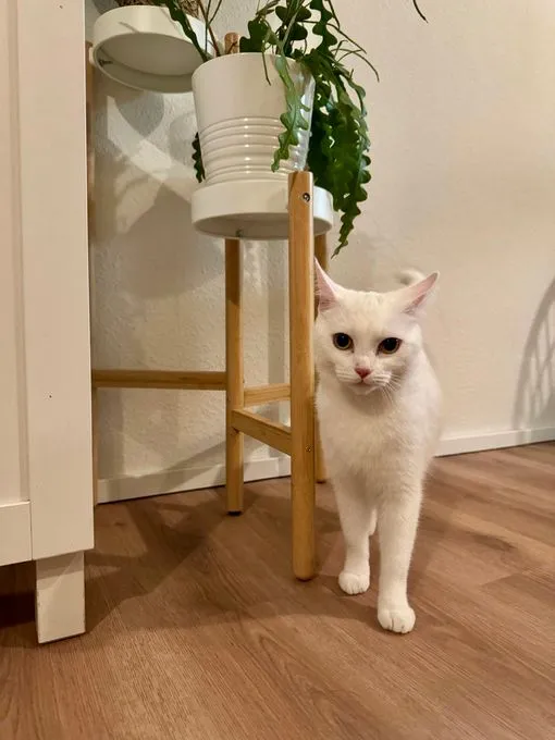 Cat from shelter, Mila | Weiß Europäische Hauskatze Female