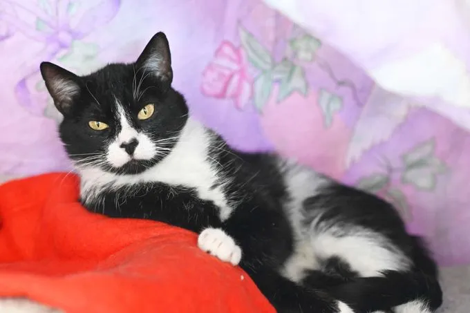Cat from shelter, Finchen | Ekh Female