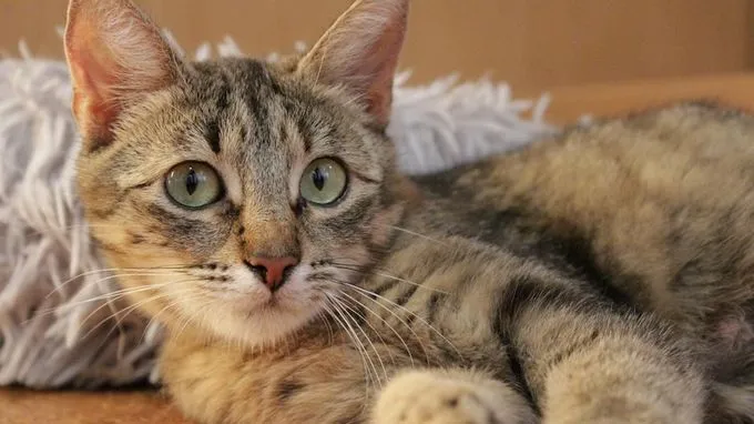 Marie - ekh zur Adoption