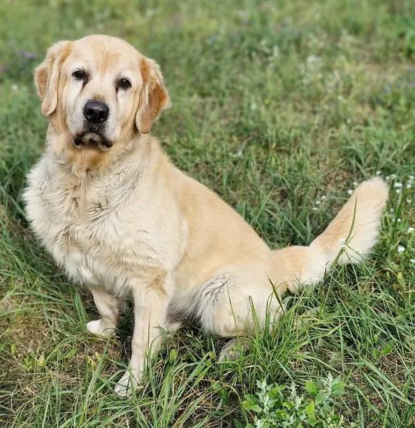 Maylo - Golden Retriever zur Adoption