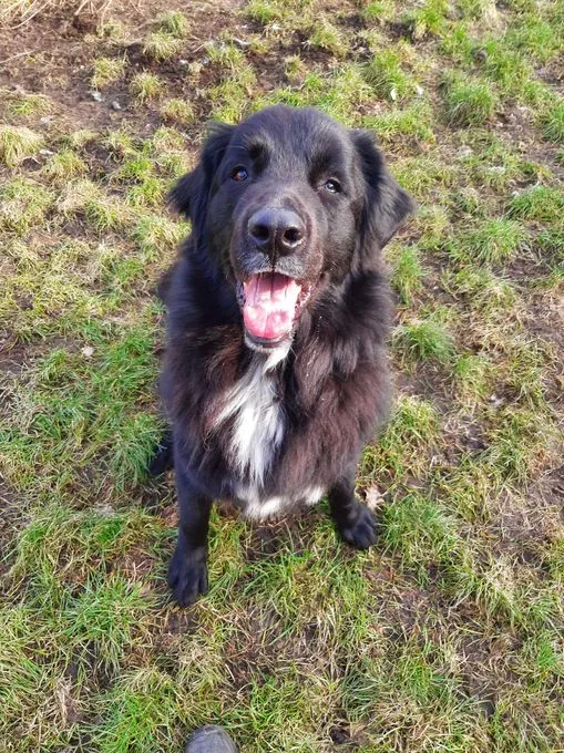 Dog from shelter, Simba | Pyrenäenberghund Mix Male