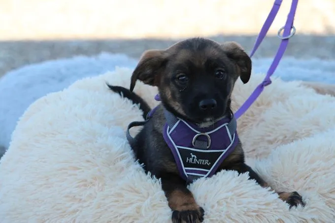 Fipsi - Michling  zur Adoption