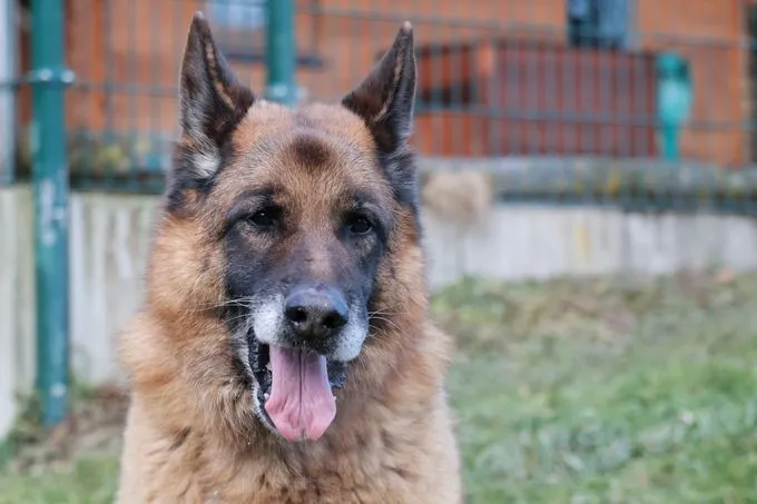 Dog from shelter, Bruce | Braun Schwarz Schäferhund Male
