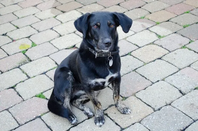 Dog from shelter, Mitzi | Schwarz Mischling Female