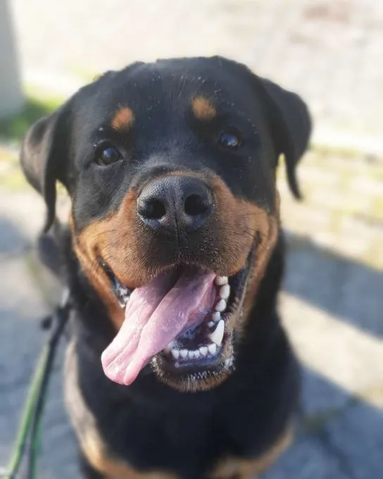 Hund aus Tierheim, Sulu | Rottweiler Männlich