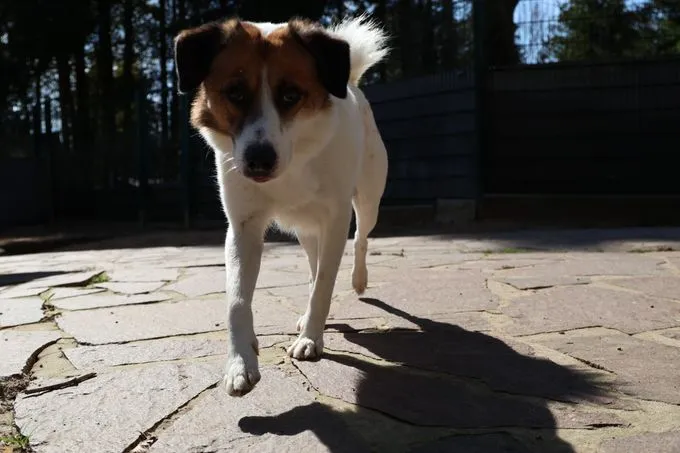 Dog from shelter, Marvel | Weiß Braun Mischling Male