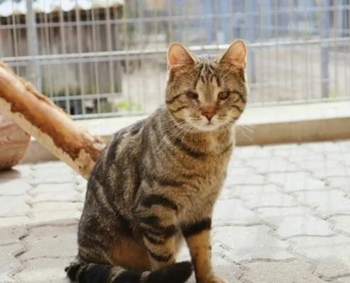 Cat from shelter, Duke | Male