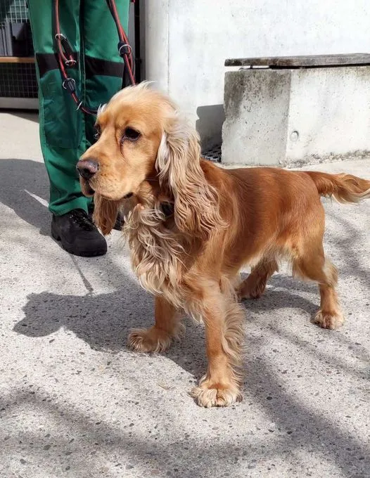 Dog from shelter, Buddy | Cocker Spaniel Male