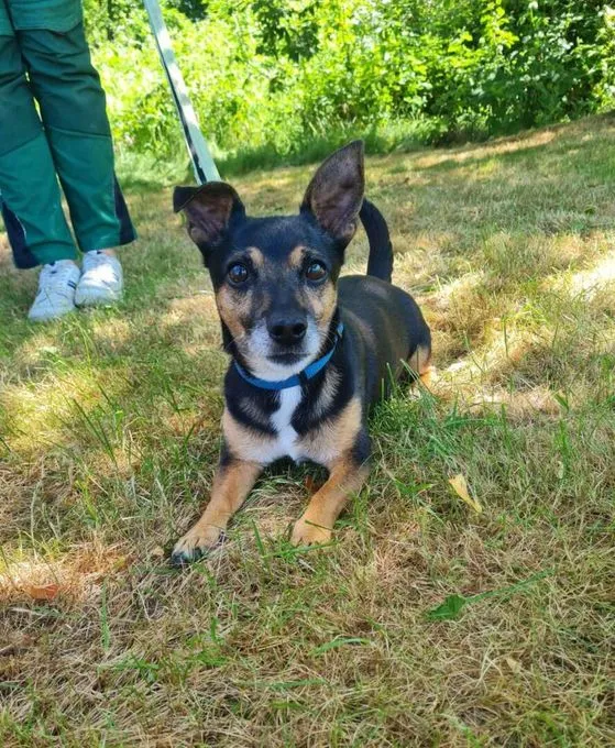 Dog from shelter, Maurice | Dackel Terrier Mix Male