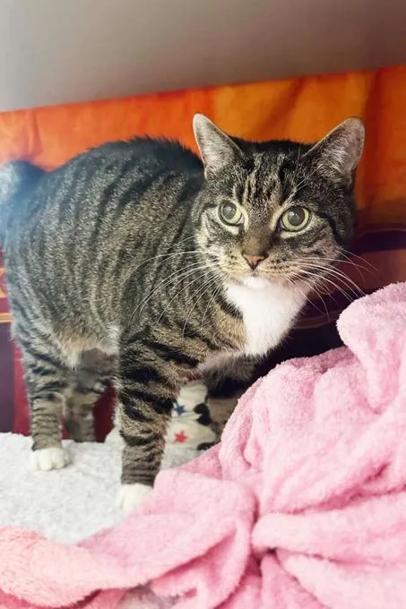 Cat from shelter, Kira | Ekh Female