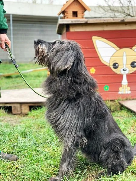 Hund aus Tierheim, Woody | Riesenschnauzer Mix Männlich