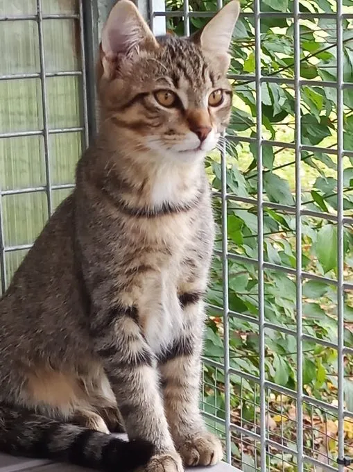 Rocky - Europäisch Kurzhaar zur Adoption