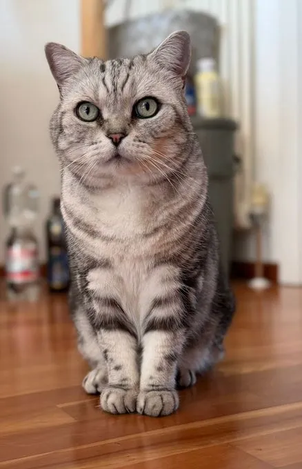 Sammy - bkh zur Adoption