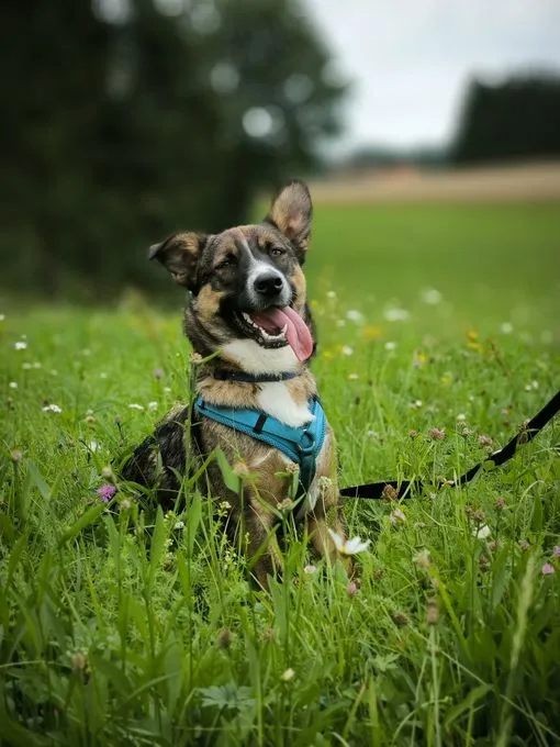 Dog from shelter, Dietrich | Braun Schwarz Mischling Male