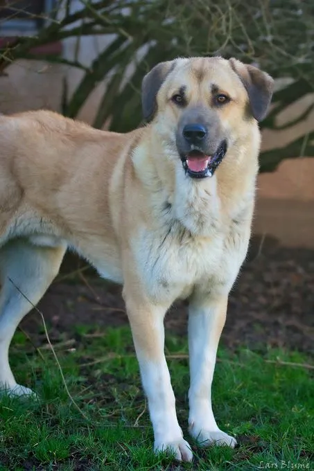 Dog from shelter, Samson | Hellbraun Kangal Male