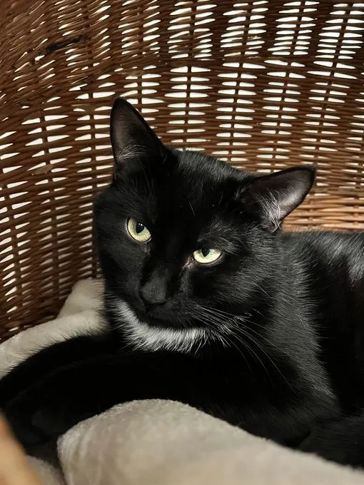 Katze aus Tierheim, Leopold | Schwarz Europäisch Kurzhaar Männlich