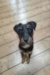 Dog from shelter, Ava | Schwarz Loh Deutscher Jagdterrier Female