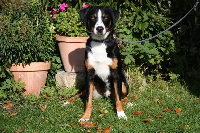 Dog from shelter, Yoschi | Appenzeller Sennenhund Male