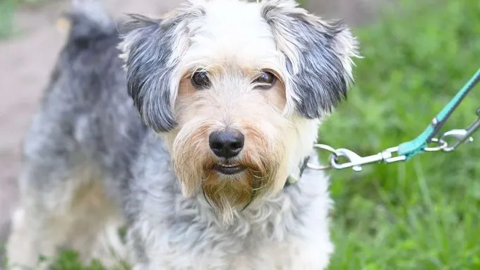 Uwe - Terrier-Mix zur Adoption