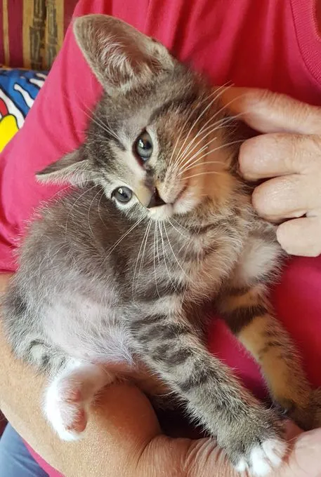 Frodo - EKH zur Adoption