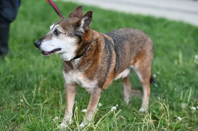 Dog from shelter, Dieter | Schäferhund Mix Female