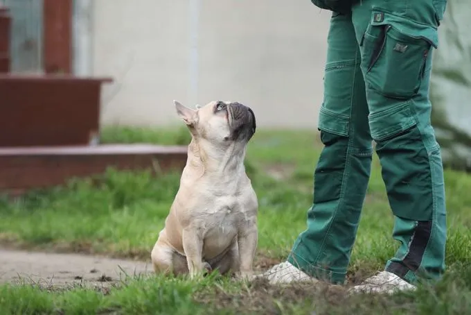 Dog from shelter, Cody | Französische Bulldoge Male