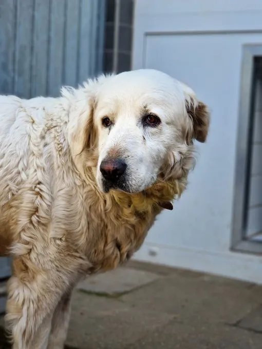 H24-079 Melody - Herdenschutzhund zur Adoption