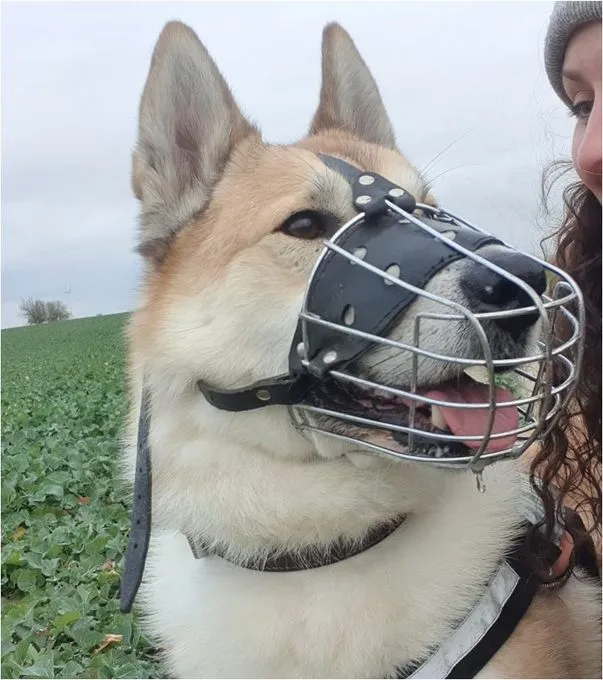 Hund aus Tierheim, Enrico | Laika Männlich