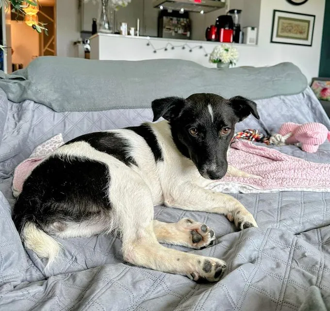 Janga - mischling zur Adoption