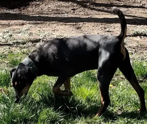 OSKAR (Robert Redford vom Schützengrund) - Black and Tan Coonhound zur Adoption