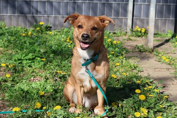 Prada - mischling zur Adoption