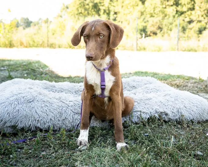 Debby - mischling zur Adoption