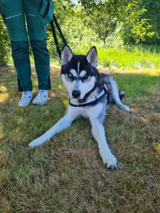 Dog from shelter, Kolja | Husky Mix Male