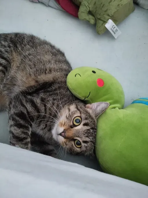 Kringel - europaeische-hauskatze zur Adoption