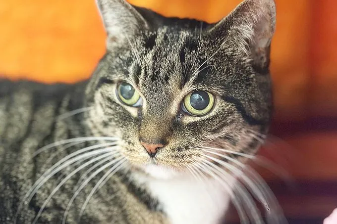 Cat from shelter, Kira | Ekh Female