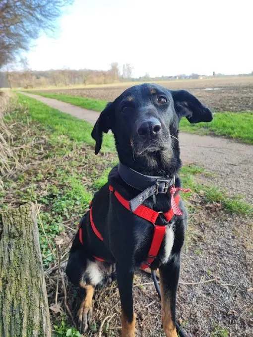 Dog from shelter, Nele | Schwarz Labrador Mix Female