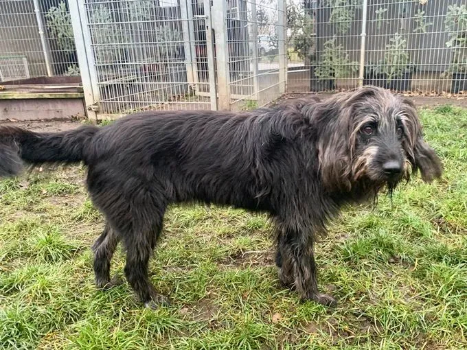 Hund aus Tierheim, Woody | Riesenschnauzer Mix Männlich