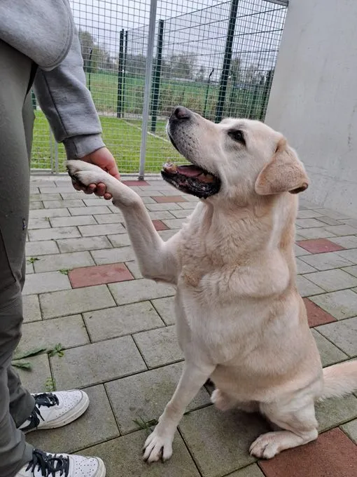 Dog from shelter, Cox | Blond Labbi Mix Male