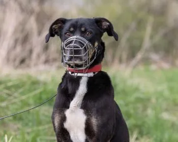 Hund aus Tierheim, Crassus | Tricolor Mischling Männlich