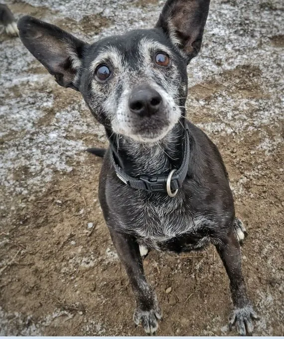 Dog from shelter, Fee | Schwarz Weiß Fee Female