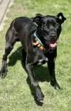 Dog from shelter, Iver | Schwarz Cane Corso Mix Male