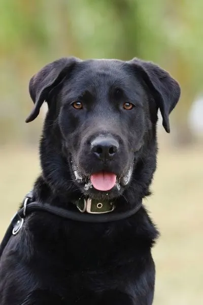 Dog from shelter, Bimbam | Labrador Mix Male