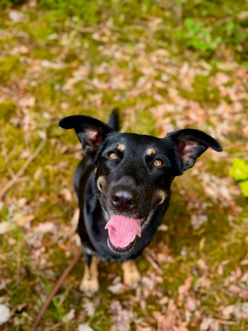 Shila - mischling zur Adoption