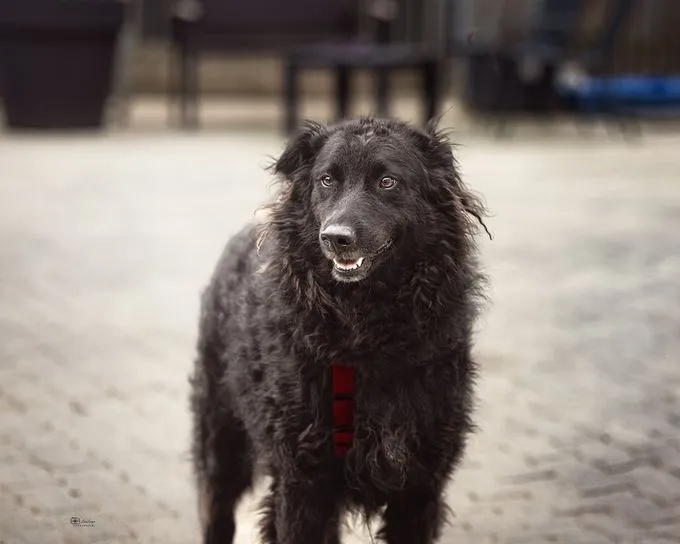 Lucky - mischling zur Adoption