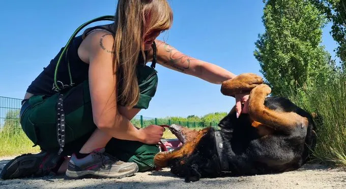 Hund aus Tierheim, Pauli | Rottweiler Männlich