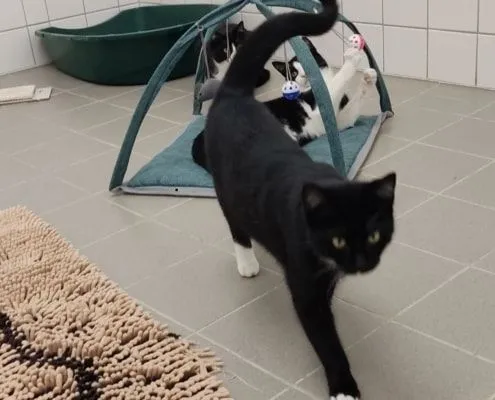 Katze aus Tierheim, Satan Mephisto Beelzebub | Männlich